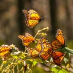 Monarch Butterflies – A Conservation Concern