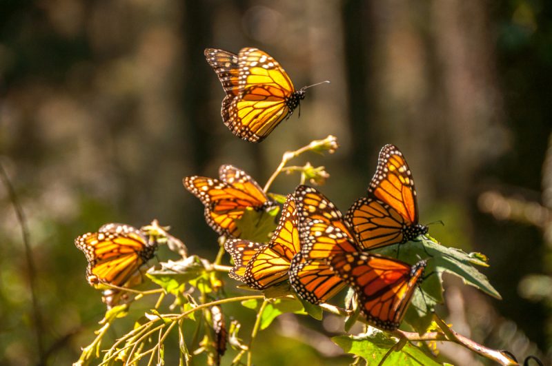 Monarch Butterflies – A Conservation Concern