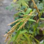 Growing Rice at Home